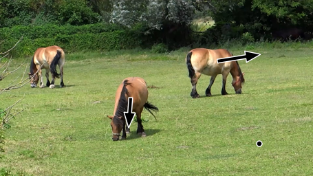 Horse poke prompt from Figure H.